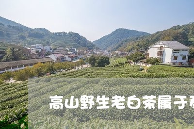 高山野生老白茶属于寿眉/2023033057350