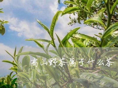 高山野茶属于什么茶/2023031933930