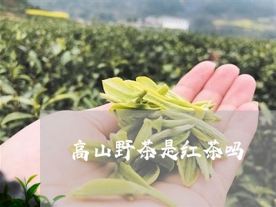 高山野茶是红茶吗/2023032371694