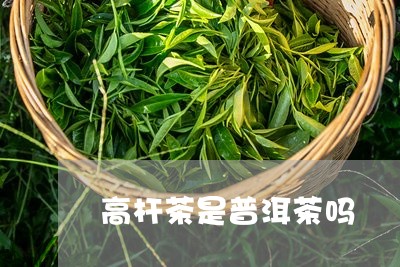 高杆茶是普洱茶吗/2023041110813