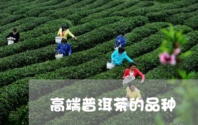 高端普洱茶的品种/2023041293916