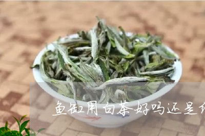 鱼缸用白茶好吗还是绿茶/2023033053726