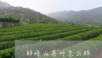 鲜峰山茶叶怎么样/2023032565059