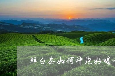 鲜白茶如何冲泡好喝一点/2023033053936