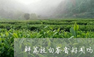 鲜荔枝白茶香好闻吗/2023033026480