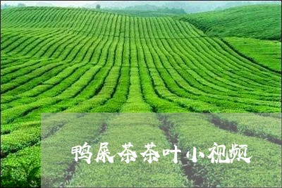 鸭屎茶茶叶小视频/2023032538269