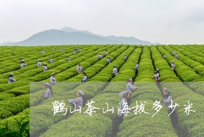 鹤山茶山海拔多少米/2023041605947