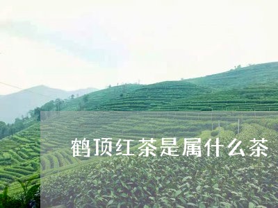 鹤顶红茶是属什么茶/2023041681493