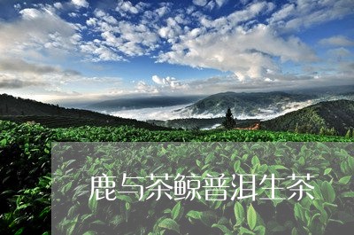 鹿与茶鲸普洱生茶/2023032935030