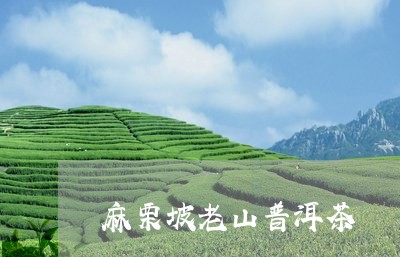 麻栗坡老山普洱茶/2023041029482