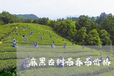 麻黑古树茶春茶价格/2023032137561