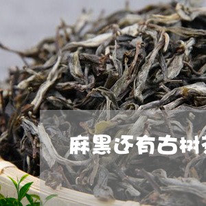 麻黑还有古树茶吗/2023032652705