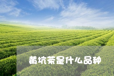 黄坑茶是什么品种/2023032497379