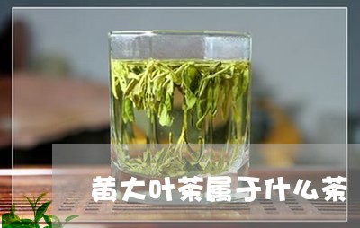 黄大叶茶属于什么茶/2023041694048