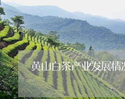 黄山白茶产业发展情况表/2023033015935