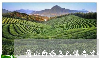 黄山白茶怎么保存才好的/2023033043949