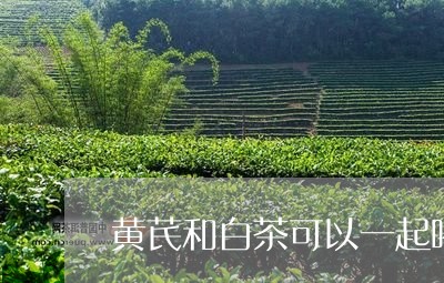 黄芪和白茶可以一起喝吗/2023033031925