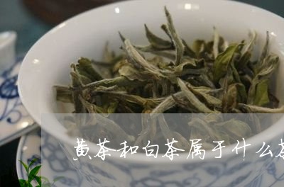 黄茶和白茶属于什么茶种/2023033097172