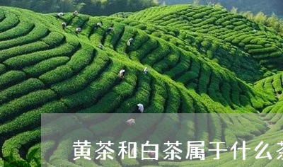 黄茶和白茶属于什么茶类/2023033030604