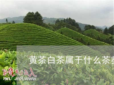 黄茶白茶属于什么茶类型/2023033084057