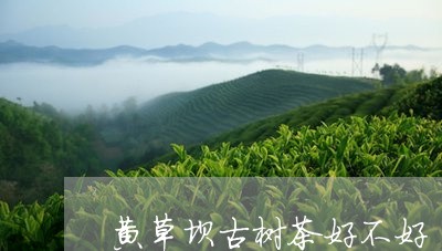 黄草坝古树茶好不好/2023032201492