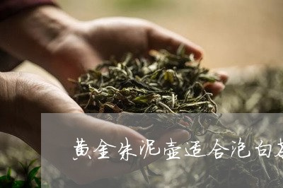 黄金朱泥壶适合泡白茶吗/2023033022725