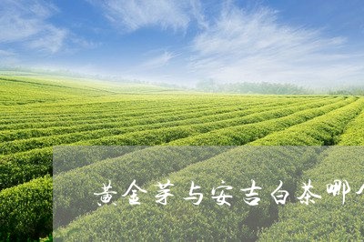 黄金芽与安吉白茶哪个贵/2023033035940