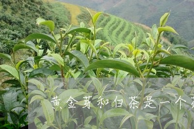 黄金芽和白茶是一个茶吗/2023033097159