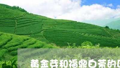 黄金芽和福鼎白茶的区别/2023033020684