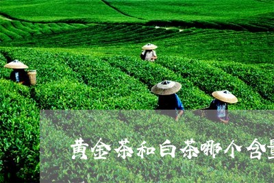 黄金茶和白茶哪个含量高/2023033084140