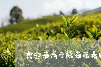 黄金茶属于绿茶还是白茶/2023033031713