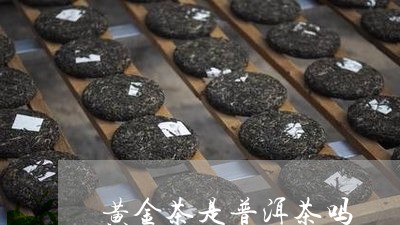 黄金茶是普洱茶吗/2023031601694