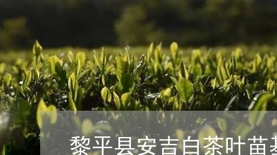 黎平县安吉白茶叶苗基地/2023033044836