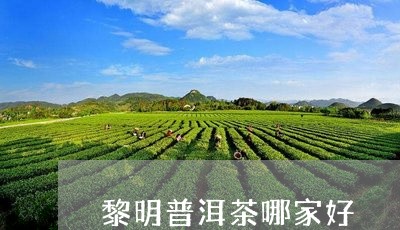 黎明普洱茶哪家好/2023040927260