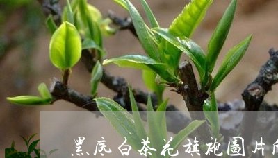 黑底白茶花旗袍图片欣赏/2023033019380