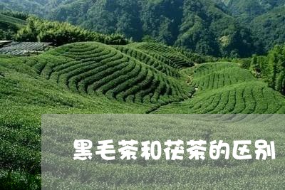 黑毛茶和茯茶的区别/2023041664806