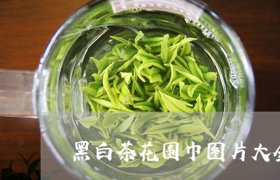 黑白茶花围巾图片大全集/2023033073926