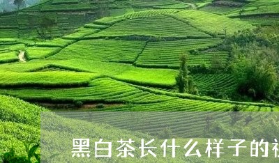 黑白茶长什么样子的视频/2023033081928