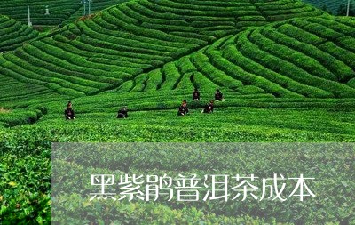 黑紫鹃普洱茶成本/2023041241138