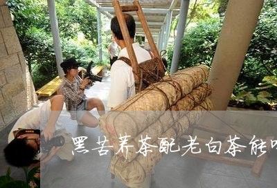 黑苦荞茶配老白茶能喝吗/2023033048605