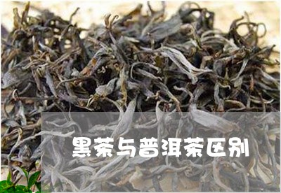 黑茶与普洱茶区别/2023031865271