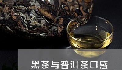 黑茶与普洱茶口感/2023041186369