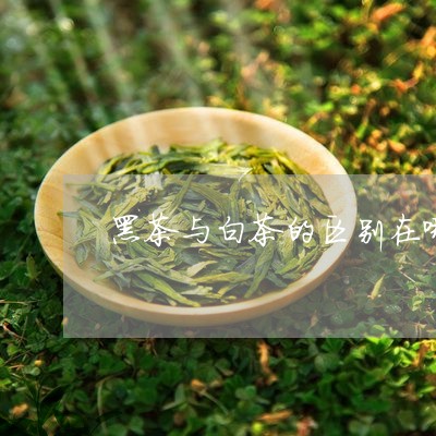 黑茶与白茶的区别在哪里/2023033041938