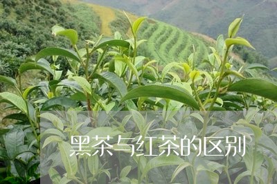 黑茶与红茶的区别/2023031849383