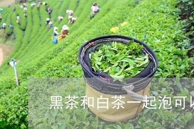 黑茶和白茶一起泡可以吗/2023033057171