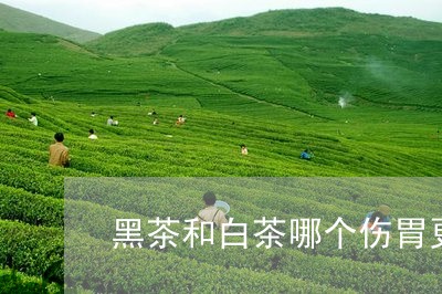 黑茶和白茶哪个伤胃更好/2023033098483