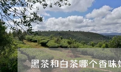 黑茶和白茶哪个香味好闻/2023033072915