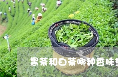 黑茶和白茶哪种香味重些/2023033050694