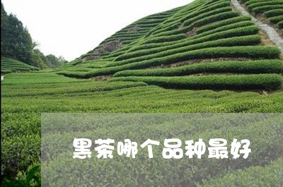 黑茶哪个品种最好/2023041327282