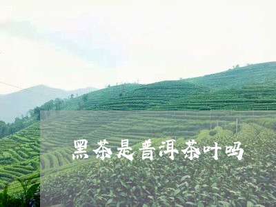 黑茶是普洱茶叶吗/2023041328369